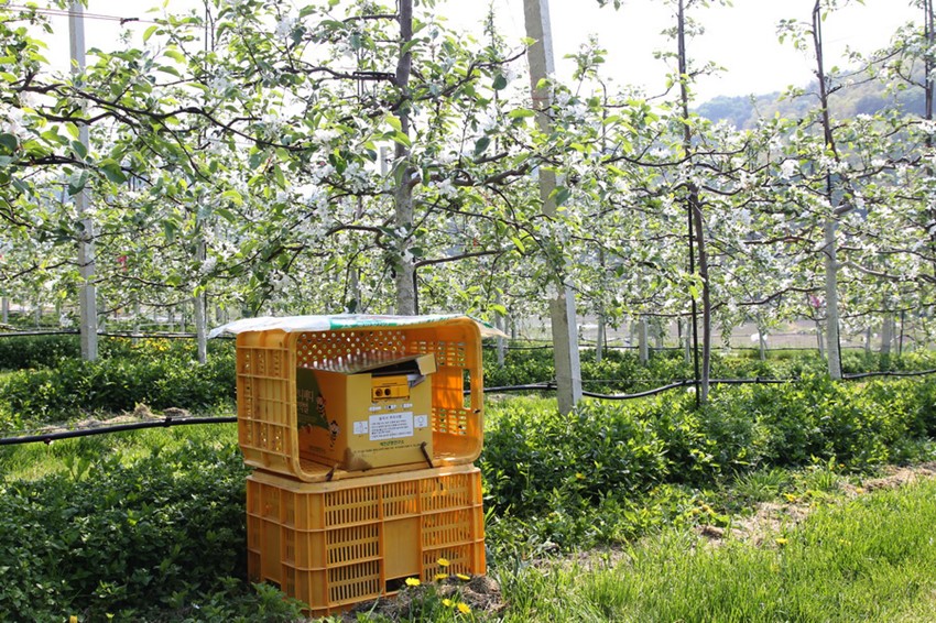 2.화분매개곤충 호박벌 인기리에 분양